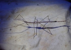 Phasmatini