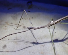 Phasmatini