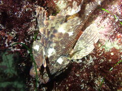 Scorpaena guttata