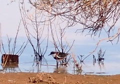 Erythrogonys cinctus