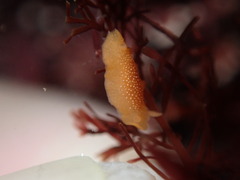 Doriopsilla gemela