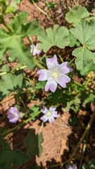 Malva weinmanniana