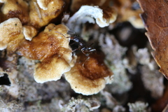 Aphaenogaster picea