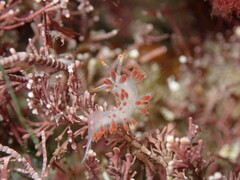 Coryphella trilineata