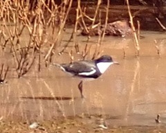 Erythrogonys cinctus