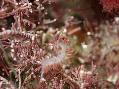 Coryphella trilineata