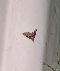 Elophila difflualis