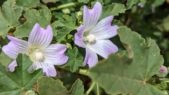 Malva weinmanniana