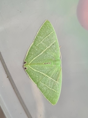 Urolitha bipunctifera