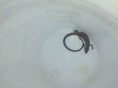 Elgaria multicarinata webbii