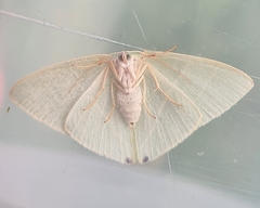 Urolitha bipunctifera