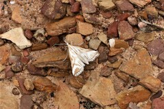 Sedenia rupalis