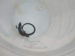 Elgaria multicarinata webbii