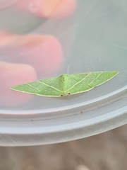 Urolitha bipunctifera