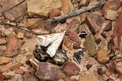 Sedenia rupalis