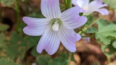 Malva weinmanniana