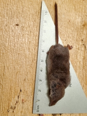 Sorex monticola