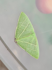 Urolitha bipunctifera