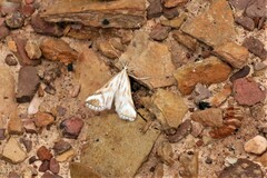 Sedenia rupalis