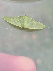 Urolitha bipunctifera