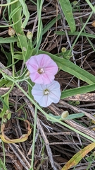 Convolvulus remotus