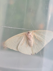 Urolitha bipunctifera