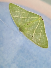 Urolitha bipunctifera