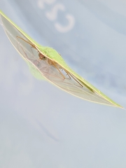 Urolitha bipunctifera