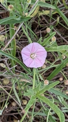 Convolvulus remotus