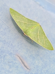 Urolitha bipunctifera