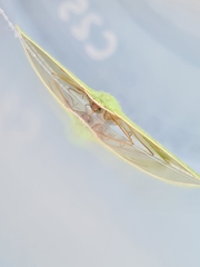 Urolitha bipunctifera