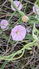 Convolvulus remotus