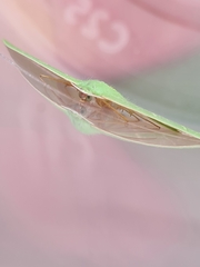 Urolitha bipunctifera