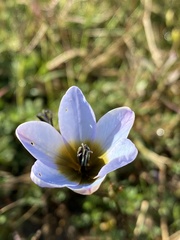 Ixia monadelpha