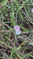 Convolvulus remotus