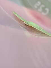 Urolitha bipunctifera