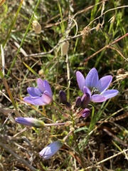 Ixia monadelpha