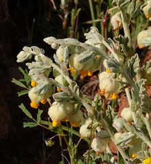 Hermannia johanssenii