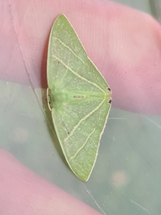 Urolitha bipunctifera