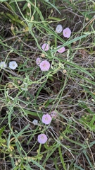Convolvulus remotus