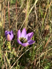 Ixia monadelpha