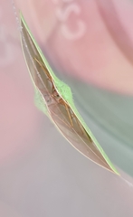 Urolitha bipunctifera