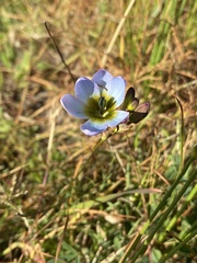 Ixia monadelpha