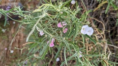 Convolvulus remotus