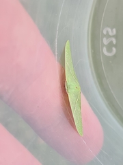 Urolitha bipunctifera