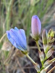 Ixia monadelpha