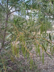 Acacia saligna