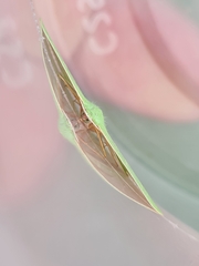 Urolitha bipunctifera