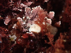 Diaulula sandiegensis