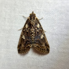 Lophoptera hemithyris